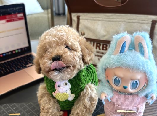 Maltipoo Bebeğimiz Yuvasını Arıyor görsel