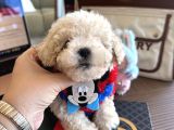 Oyuncak Gibi Maltipoo Bonibon