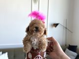 Mini Boy Kızım Lolipop