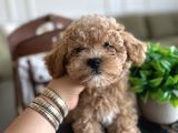 Yakısıklı Maltipoo Oğlumuz Toffie
