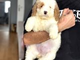 ÖZEL RENK DAĞILIMI İLE DEV BOY LABRADOODLE YA RUMUZ
