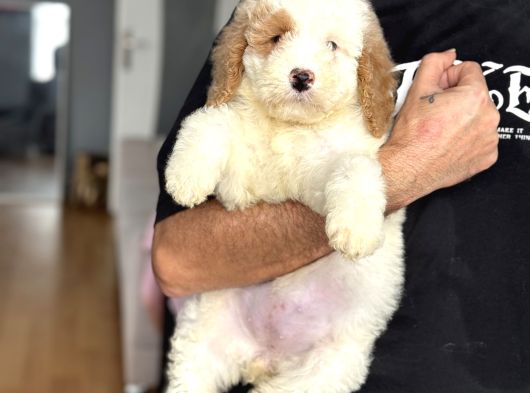 Özel Renk Dağilimi İle Dev Boy Labradoodle Ya Rumuz