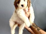 Özel Renk Dağilimi İle Dev Boy Labradoodle Ya Rumuz