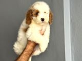 Özel Renk Dağilimi İle Dev Boy Labradoodle Ya Rumuz