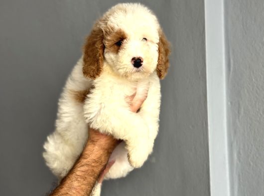 Özel Renk Dağilimi İle Dev Boy Labradoodle Ya Rumuz görsel