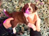 Ruhsatlı Çiftlikten Border Collie