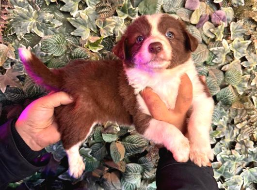 Ruhsatlı Çiftlikten Border Collie görsel