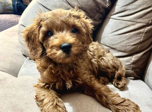 Çok Güzel Erkek Toy Poodle 3 Aylık Yavru Köpek