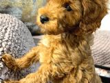 Çok Güzel Erkek Toy Poodle 3 Aylık Yavru Köpek