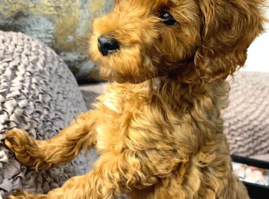 Çok Güzel Erkek Toy Poodle 3 Aylık Yavru Köpek görsel