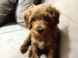 Çok Güzel Erkek Toy Poodle 3 Aylık Yavru Köpek