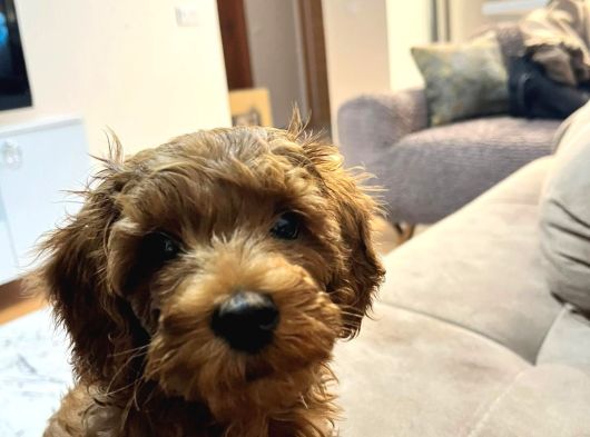 Çok Güzel Erkek Toy Poodle 3 Aylık Yavru Köpek görsel