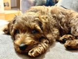 Çok Güzel Erkek Toy Poodle 3 Aylık Yavru Köpek