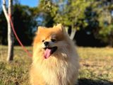 Pomeranian Tilki Surat Uygun 18 Aylık Eğitimli