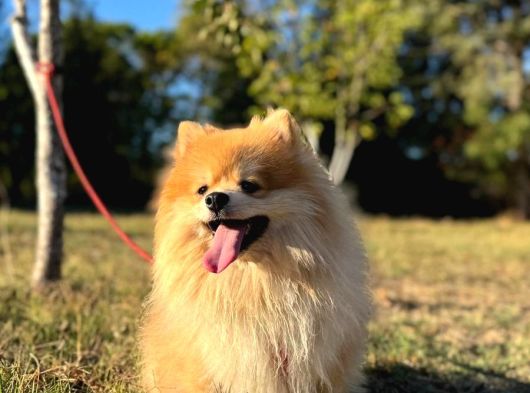 Pomeranian Tilki Surat Uygun 18 Aylık Eğitimli