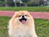 Pomeranian Tilki Surat Uygun 18 Aylık Eğitimli