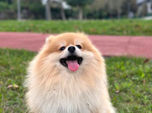 Pomeranian Tilki Surat Uygun 18 Aylık Eğitimli görsel