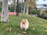 Pomeranian Tilki Surat Uygun 18 Aylık Eğitimli