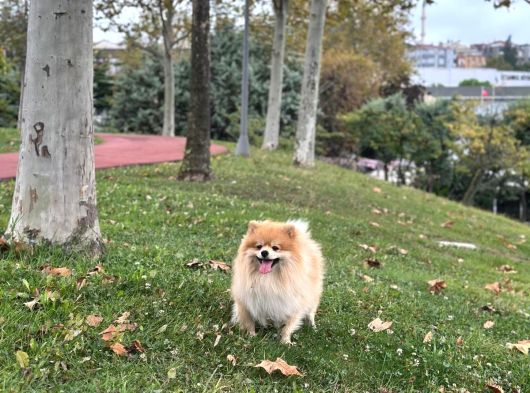 Pomeranian Tilki Surat Uygun 18 Aylık Eğitimli görsel