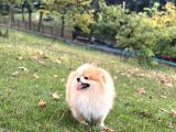Pomeranian Tilki Surat Uygun 18 Aylık Eğitimli