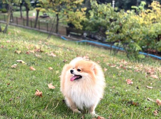 Pomeranian Tilki Surat Uygun 18 Aylık Eğitimli görsel