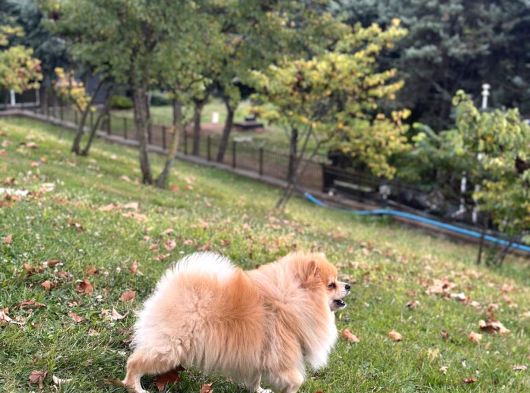 Pomeranian Tilki Surat Uygun 18 Aylık Eğitimli görsel