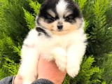 Pomeranian Irkının En Iyileri Için Arayabilirsiniz