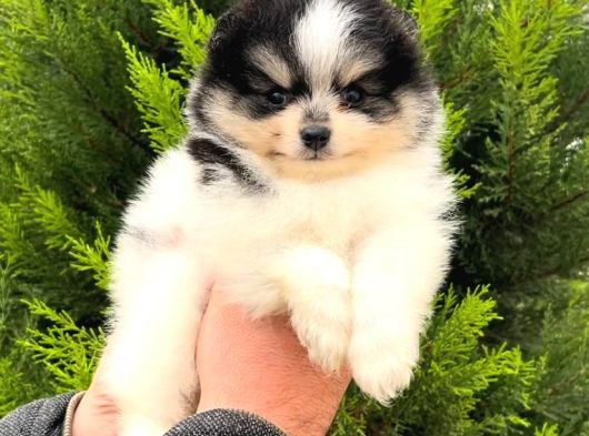 Pomeranian Irkının En Iyileri Için Arayabilirsiniz görsel