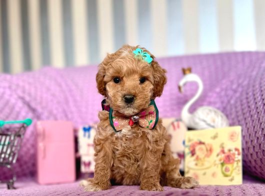 MİNİ BOY MALTİPOO BEBEKLER