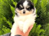 Pomeranian Irkının En Iyileri Için Arayabilirsiniz