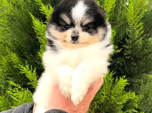 Pomeranian Irkının En Iyileri Için Arayabilirsiniz görsel