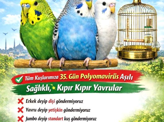 İstanbul Eve Teslim Konuşma Eğitimi Mkuşu görsel