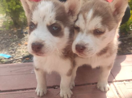 Sibirya Husky Yavrulari Mama Ve Malzeme Kampanya görsel