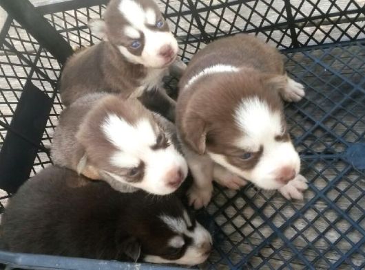 Sibirya Husky Yavrulari Mama Ve Malzeme Kampanya görsel