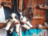 Zeka küpü border collie bebekler için acele edin
