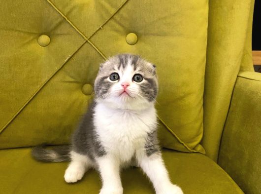 Sifir Kulak Scoti̇sh Fold Kizimiz Yeni̇ Ai̇lesi̇ni̇ Ariyor görsel
