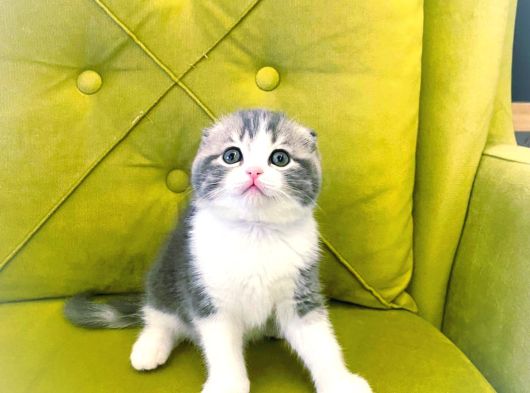 Sifir Kulak Scoti̇sh Fold Kizimiz Yeni̇ Ai̇lesi̇ni̇ Ariyor