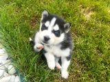 Sibirya Husky Yavrulari Mama Ve Malzeme Kampanya