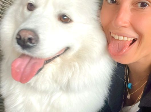 Samoyed Yavrularım Sağlık Ve Irk Garantilidir görsel