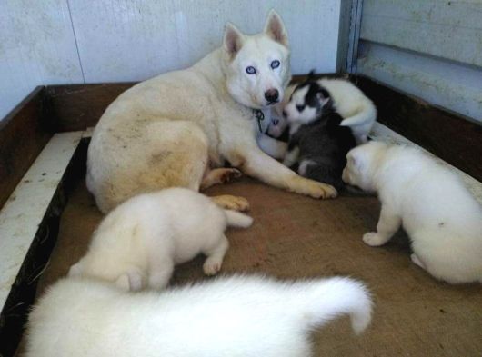 Sibirya Husky Yavrulari Mama Ve Malzeme Kampanya görsel