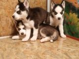 Sibirya Husky Yavrulari Mama Ve Malzeme Kampanya