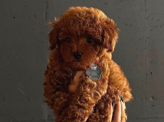 Tea Cup Red Brown Toy Poodle Yavrulari İstanbul görsel