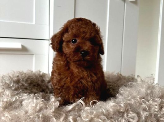Red Brown Toy Poodle Yavruları İstanbul görsel