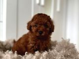 Tea Cup Red Brown Toy Poodle Yavrulari İstanbul