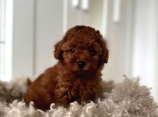 Tea Cup Red Brown Toy Poodle Yavrulari İstanbul görsel