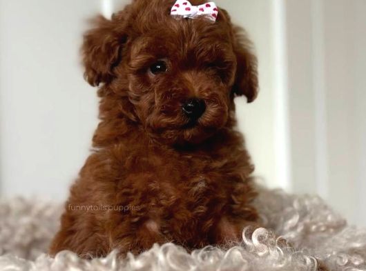 Red Brown Toy Poodle Yavruları İstanbul görsel