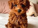 TEA CUP RED BROWN TOY POODLE YAVRULARI İSTANBUL
