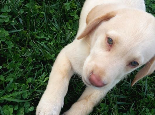 A Kali̇te Kahve Ve Si̇yah Labrador Yavrular görsel