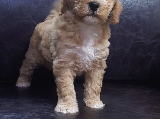 Çok Uygun Fi̇yatlara Gerçek Malti̇poo Yavrular görsel