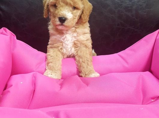 Çok Uygun Fi̇yatlara Gerçek Malti̇poo Yavrular görsel
